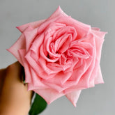 Perfume Pagoda Rose