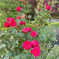 Piano Rose