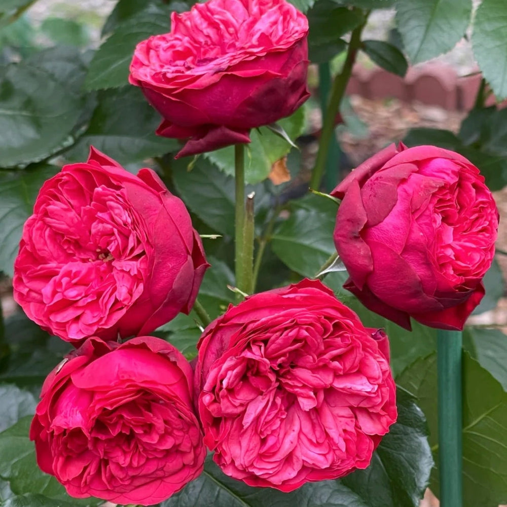 Piano Rose
