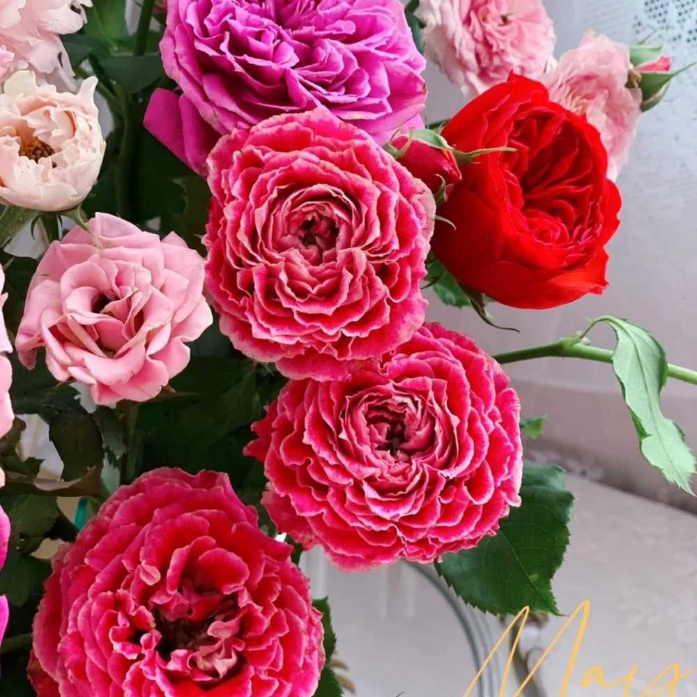 Piccadilly Circus Rose