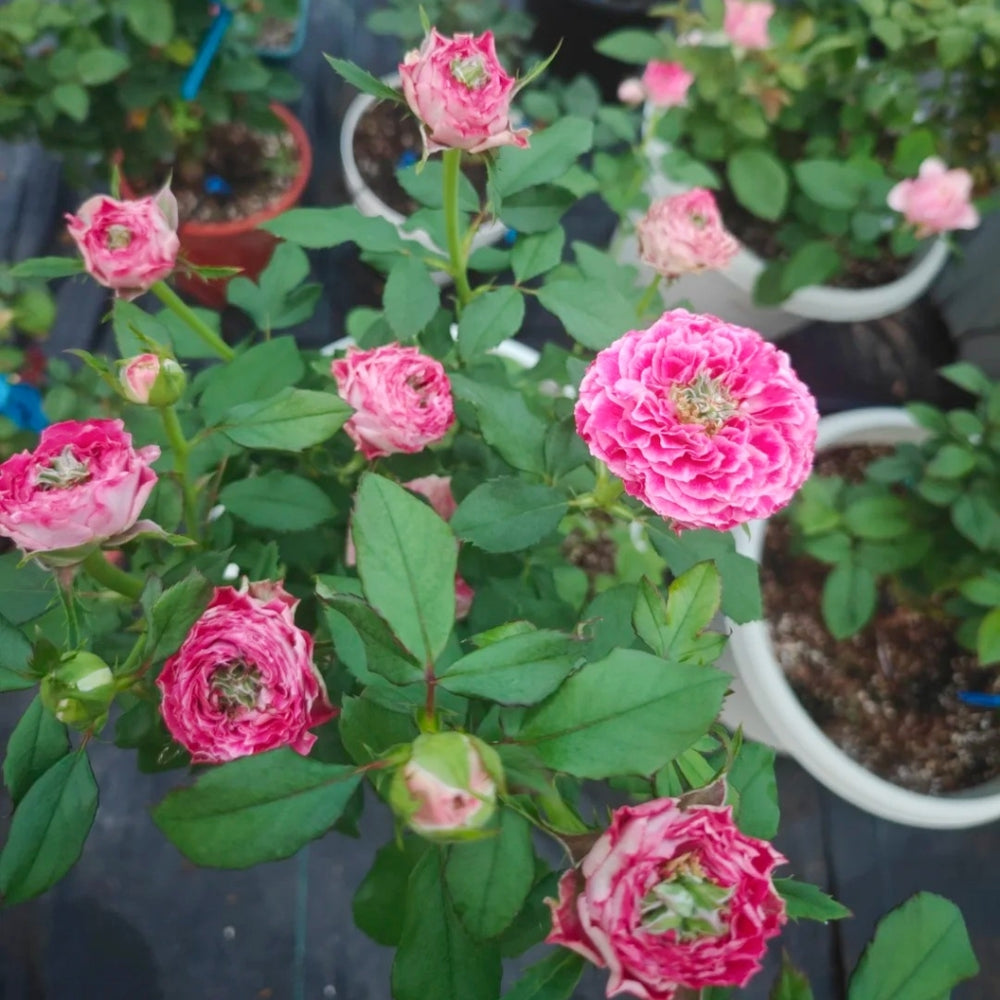 Piccadilly Circus Rose