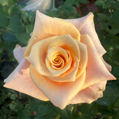 Pink Amaretto Rose