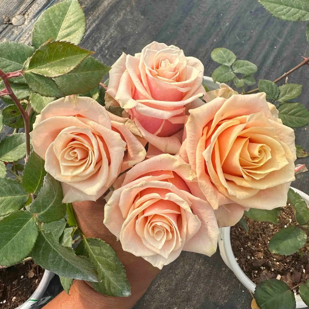 Pink Amaretto Rose