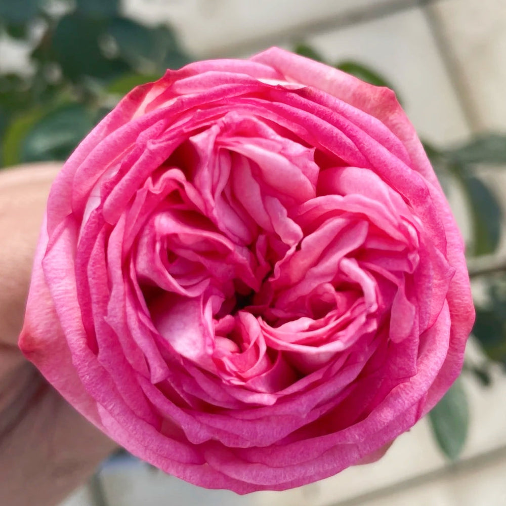 Pink Piano Rose