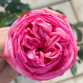 Pink Piano Rose