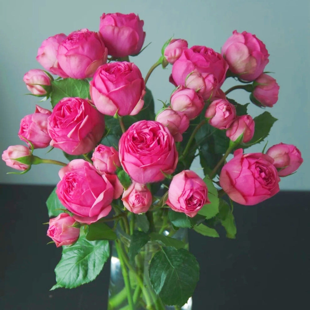 Pink Piano Rose