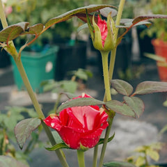 Pink Puma Rose