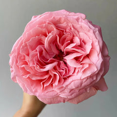 Pink Streetscape Rose