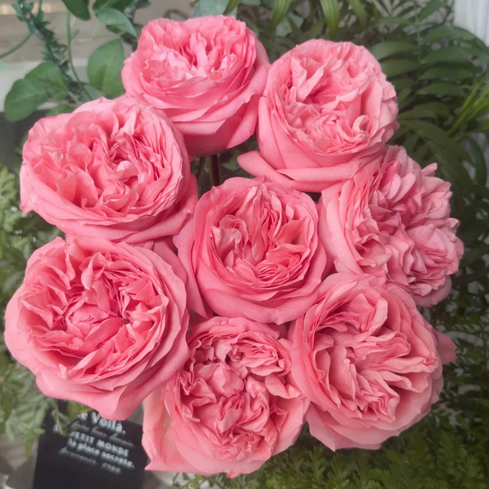 Pink Streetscape Rose