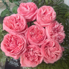 Pink Streetscape Rose