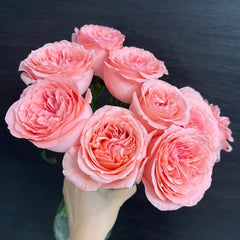 Pink Streetscape Rose