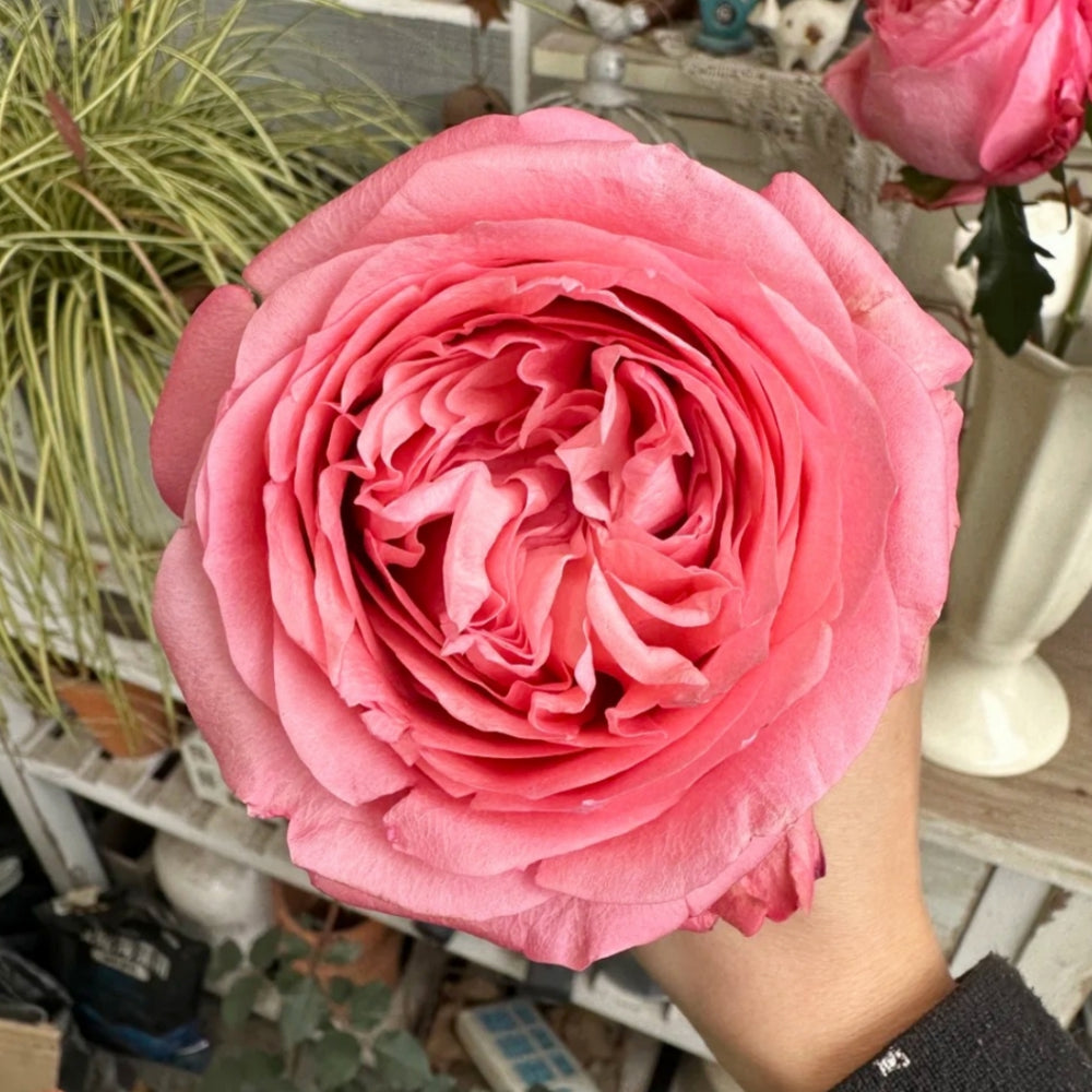 Pink Streetscape Rose