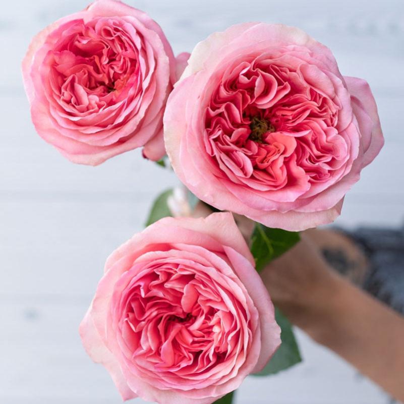 Pink X-pression Rose