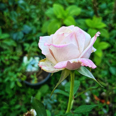 Pinkerbelle Rose