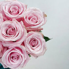 Pinky Promise Rose