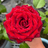 Pinot Noir Rose
