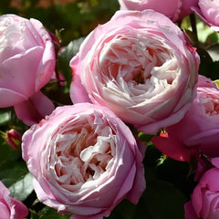Pirouette Rose Plant