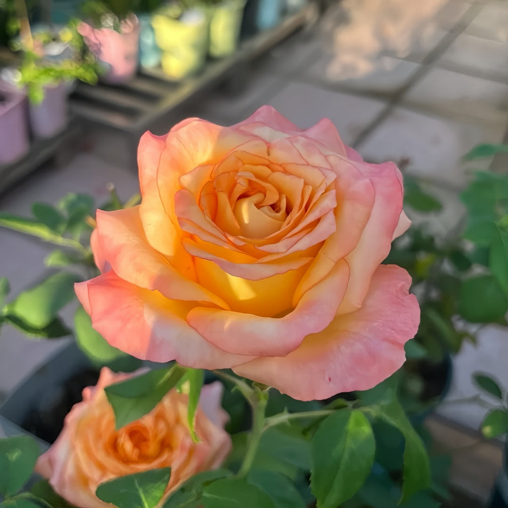 PoeticaRosePlant