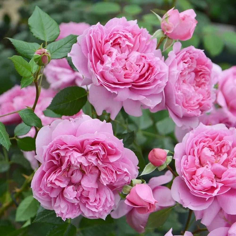Prima Vista Rose