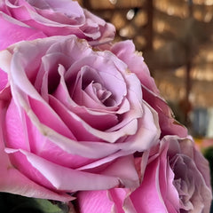 Prime Time Rose