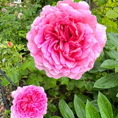 Princess Alexandra of Kent Rose