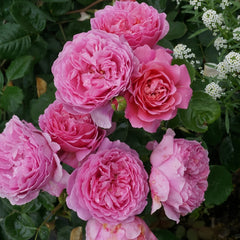 Princess Alexandra of Kent Rose