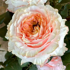 Princess Crown Rose