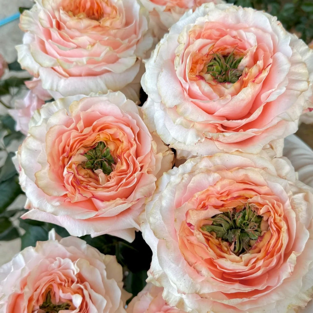 Princess Crown Rose