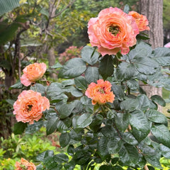 Princess Crown Rose