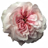 Princess Hoshiko Rose