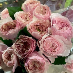 Princess Hoshiko Rose