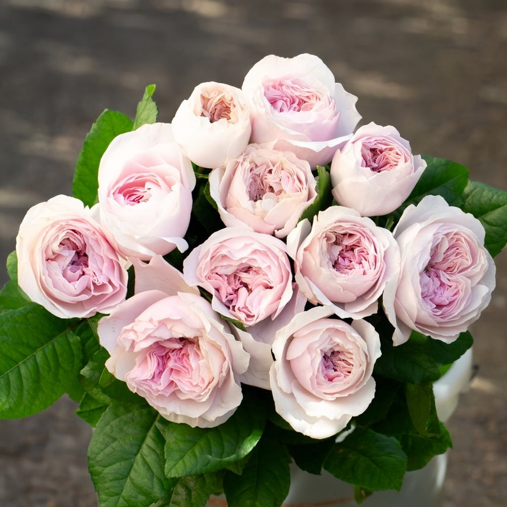 Princess Hoshiko Rose