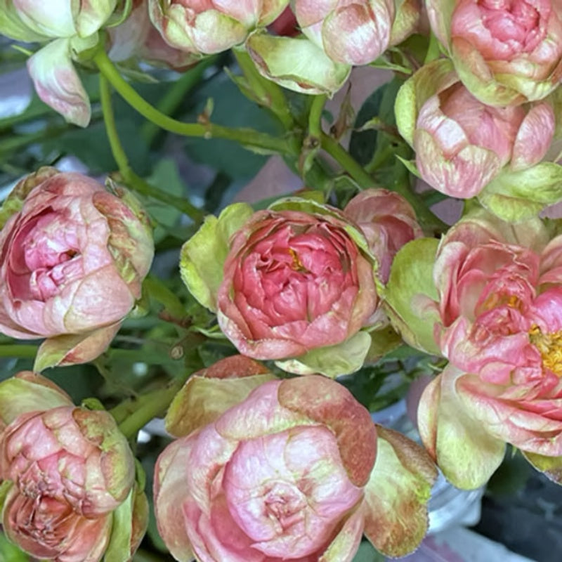 Princess Pinku Rose