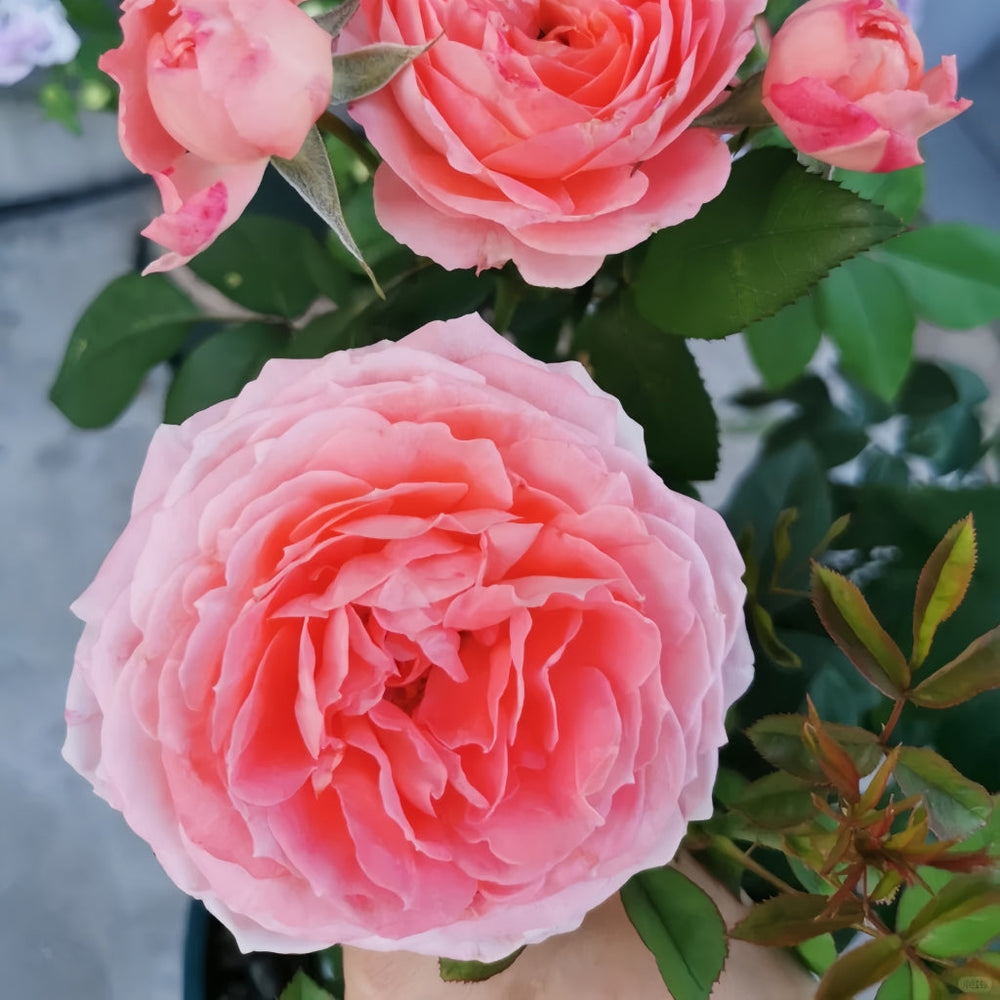Princess Sakura roses with layered pink petals, garden backdrop