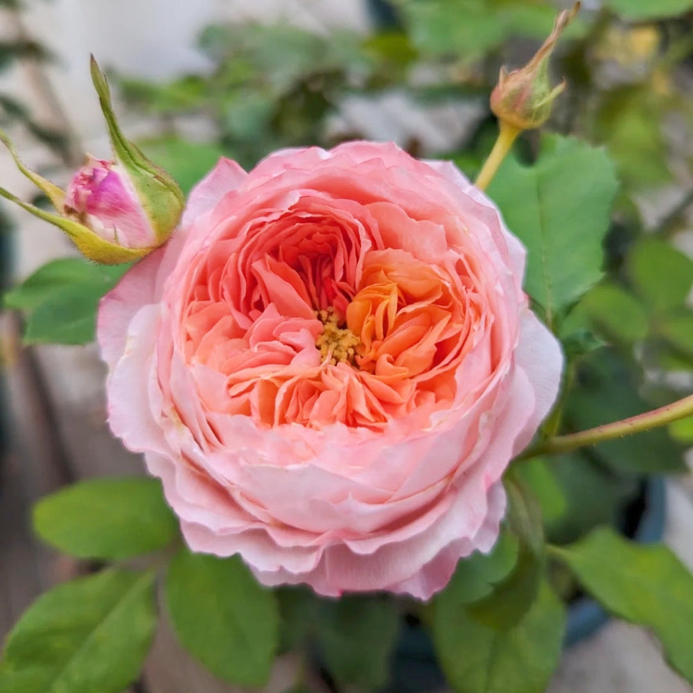 Princess Sakura rose with layered pink petals, budding flower nearby