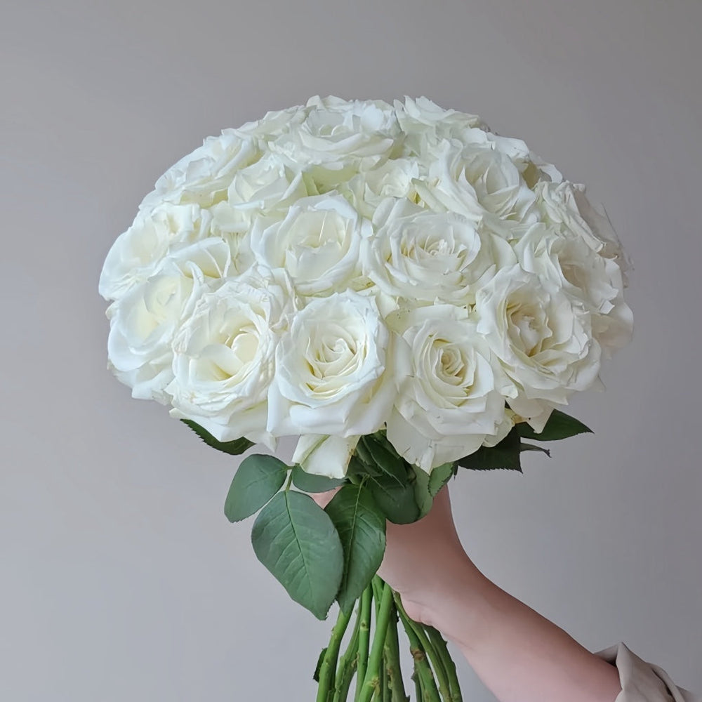 Proud Rose