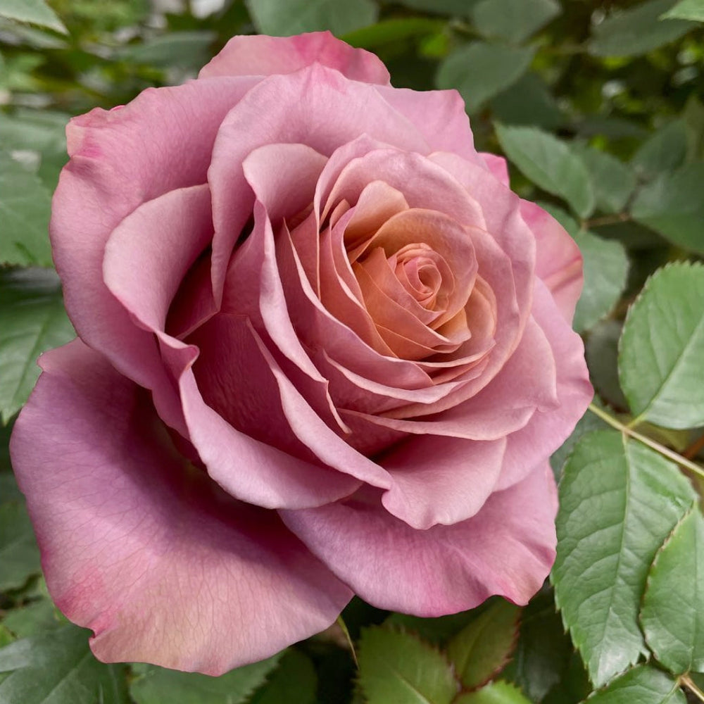 Purple Moon Rose