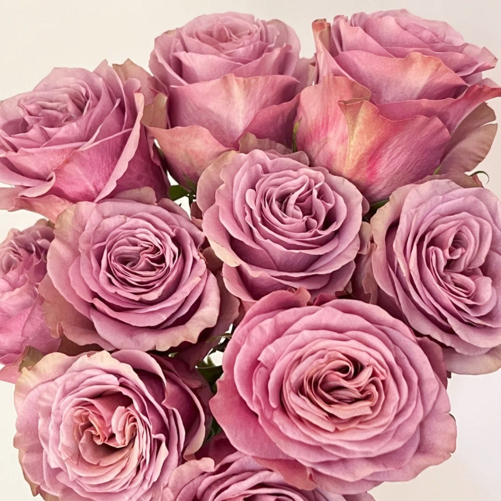 Purple Moon Rose
