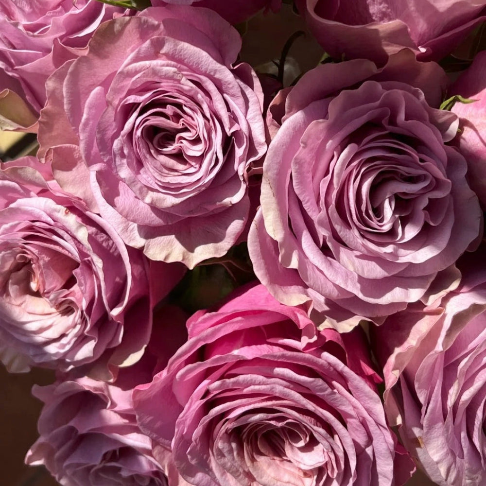 Purple Moon Rose
