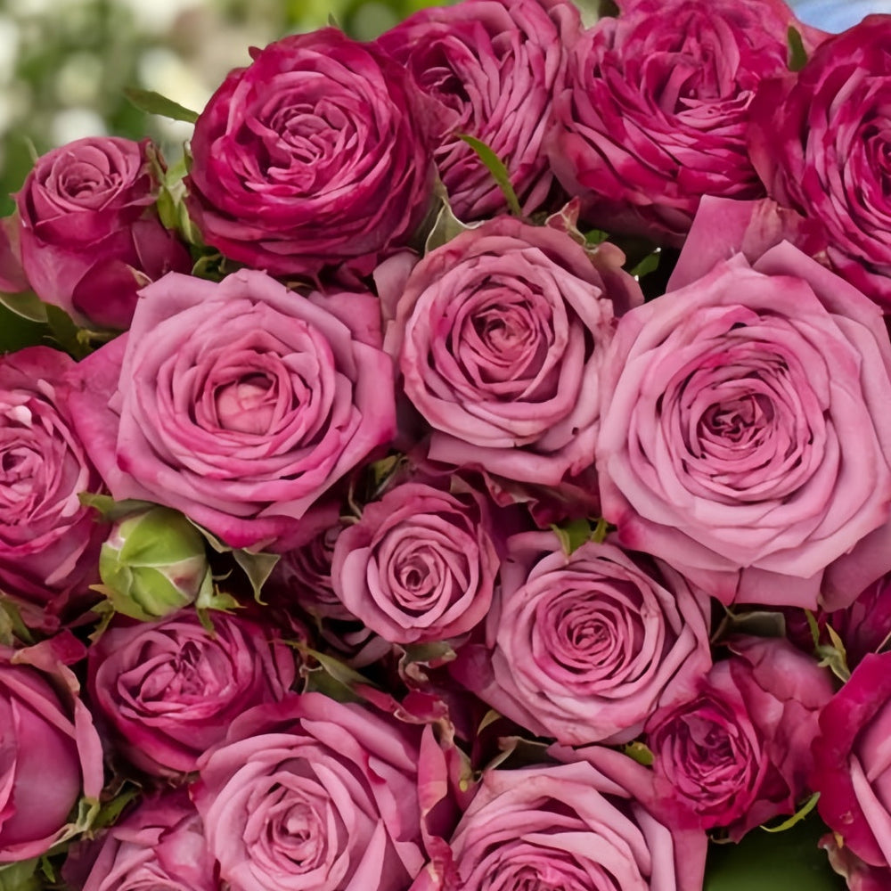 Purple Queen Rose