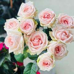 Qiaochu Rose