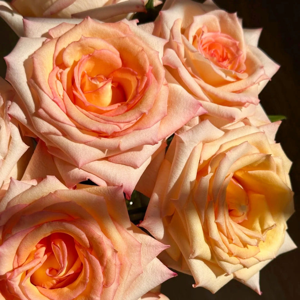 Qiumu Rose