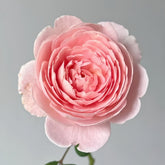 Queen of Sweden Rose with soft apricot-pink petals and elegant cup-shaped blooms