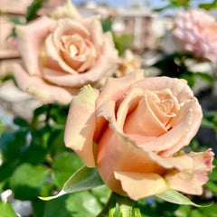 Quicksand Roses with beige-pink champagne petals, long vase life, ideal for weddings and luxury floral arrangements.