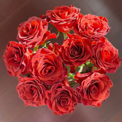 RP Espresso Rose