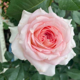 Ragazza Rose