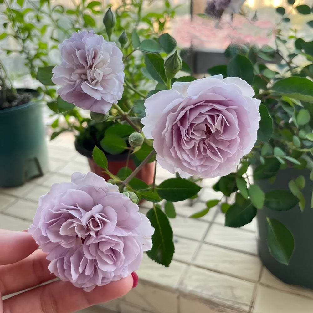 Rainy Blue Rose