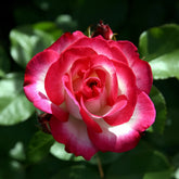 Raspberry Ice Rose