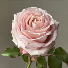 Requiem+ Rose