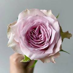 Retro Love Rose